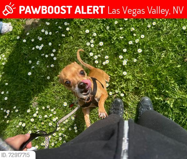 Lost Male Dog last seen E warm springs rd, Las Vegas Valley, NV 89123
