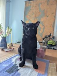 Reunited Male Cat last seen 25th and Howell, Seattle, WA 98122