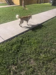 Found/Stray Male Dog last seen Near glasscock Ave , Harlingen, TX 78550