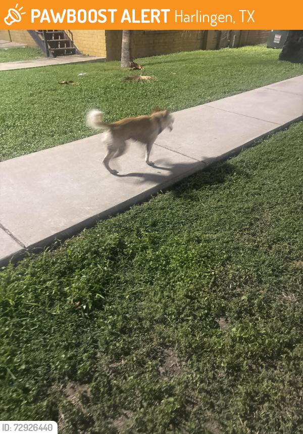 Found/Stray Male Dog last seen Near glasscock Ave , Harlingen, TX 78550