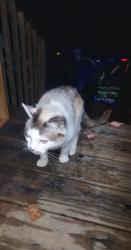 Found/Stray Unknown Cat last seen Ellis chapel rd bahama nc, Durham County, NC 27509