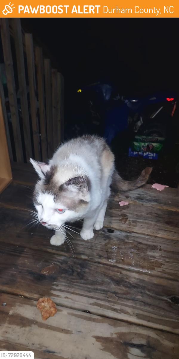Found/Stray Unknown Cat last seen Ellis chapel rd bahama nc, Durham County, NC 27509