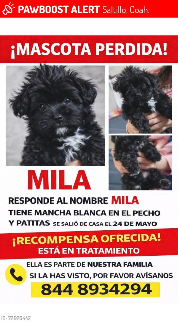 Lost Female Dog last seen Av del Rosal, Saltillo, Coah. 25150