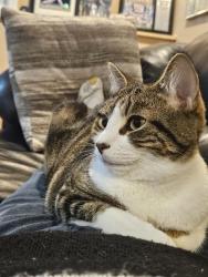 Reunited Male Cat last seen Harvey lane , East Meadow, NY 11554