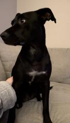 Reunited Female Dog last seen Shine Avenue Rhome Texas, Shine Ave, TX 76078