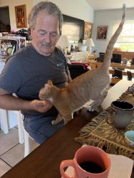Reunited Male Cat last seen Skyline veterans , Cape Coral, FL 33914