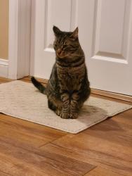 Reunited Male Cat last seen Valley Center, San Dimas, CA 91773
