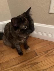 Reunited Female Cat last seen 20th st and 79th ave , Greeley, CO 80634