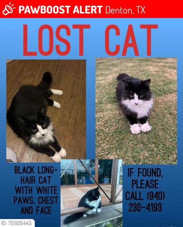 Lost Male Cat last seen Quaker town park, Denton, TX 76201