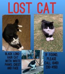 Lost Male Cat last seen Quaker town park, Denton, TX 76201