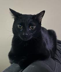 Lost Male Cat last seen Near the Office, Sioux City, IA 51108