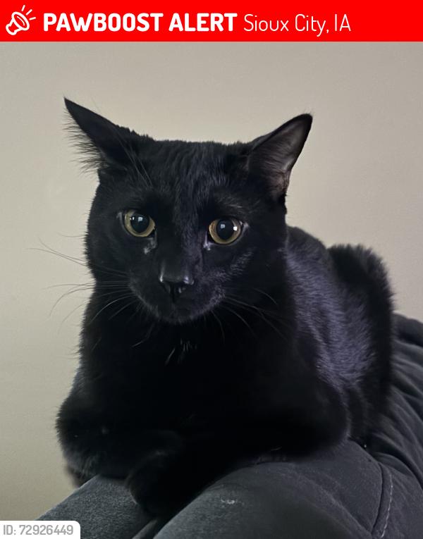 Lost Male Cat last seen Near the Office, Sioux City, IA 51108