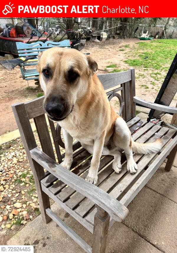 Lost Male Dog last seen Idk, Charlotte, NC 28212