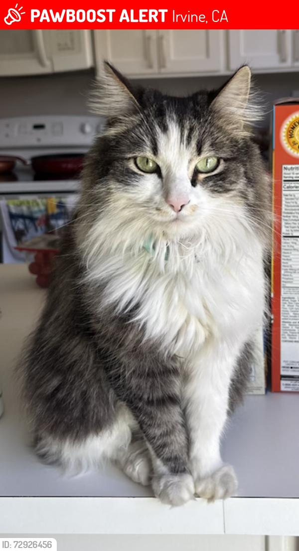 Lost Female Cat last seen Near Silverwood and Doe Trail, Irvine, CA 92604