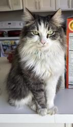 Lost Female Cat last seen Near Silverwood and Doe Trail, Irvine, CA 92604
