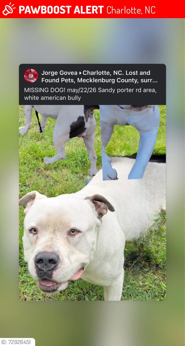 Lost Female Dog last seen Arrowood rd, Charlotte, NC 28273