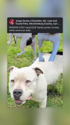 Lost Female Dog last seen Arrowood rd , Charlotte, NC 28273