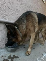 Found/Stray Male Dog last seen Mulberry and Colima , Whittier, CA 90605