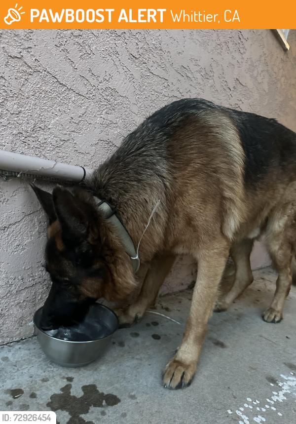 Found/Stray Male Dog last seen Mulberry and Colima , Whittier, CA 90605