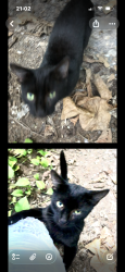 Lost Male Cat last seen Haiku road , Haiku-Pauwela, HI 96708