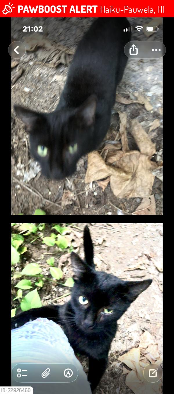 Lost Male Cat last seen Haiku road , Haiku-Pauwela, HI 96708