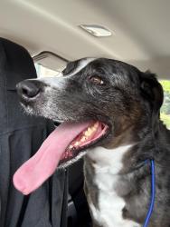 Reunited Male Dog last seen Gvine Cleaners on Vine st and Main St, Grapevine, TX 76051