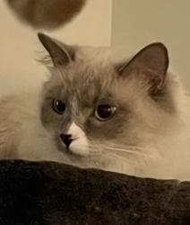 Lost Female Cat last seen Ninebark apmts, Washougal, WA 98671
