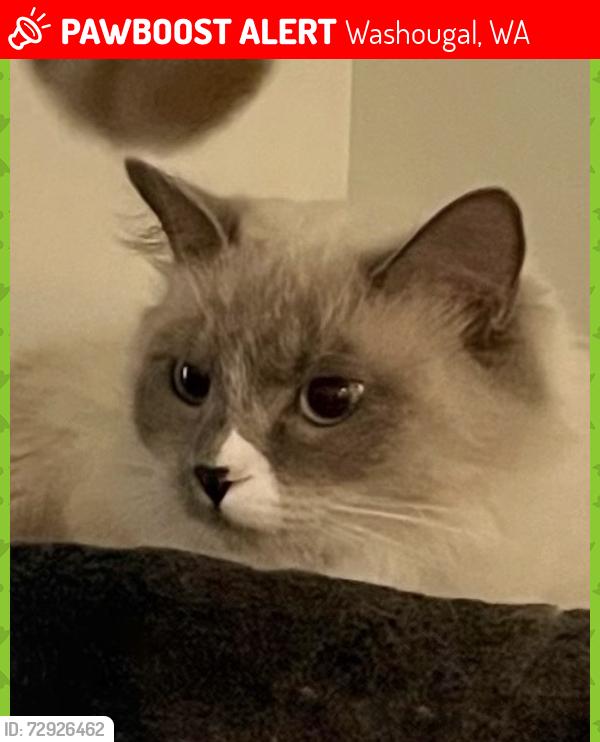 Lost Female Cat last seen Ninebark apmts, Washougal, WA 98671