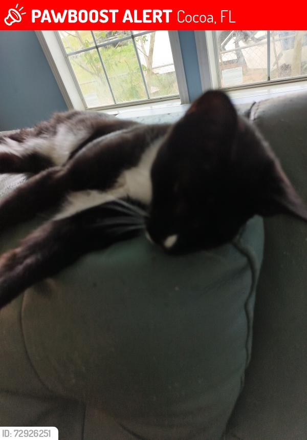 Lost Male Cat last seen Yarmark, Cocoa, FL 32927