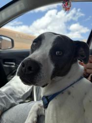 Lost Female Dog last seen Mission , limberlost, Tucson, AZ 85746