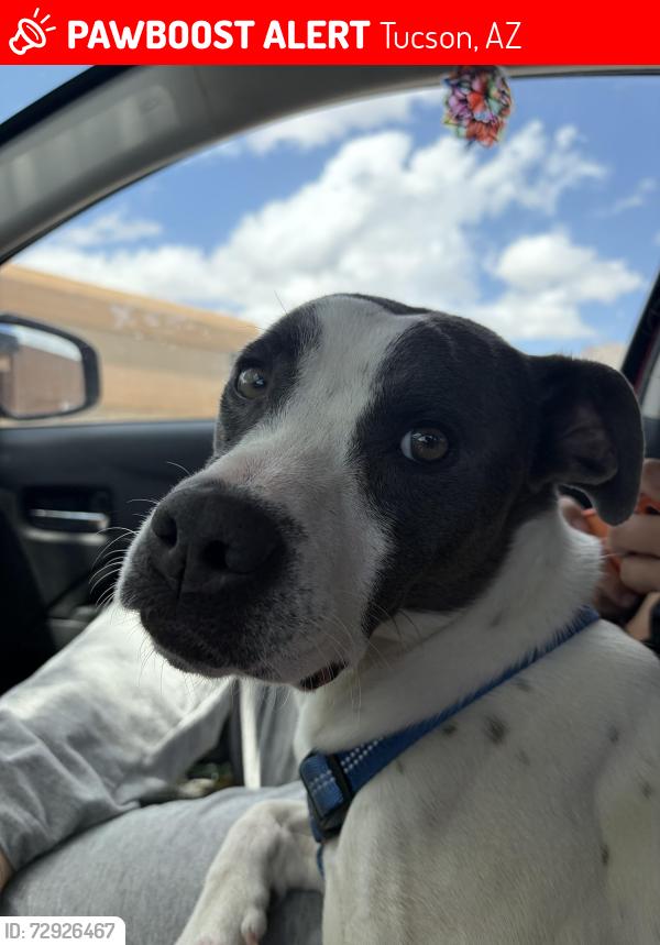 Lost Female Dog last seen Mission , limberlost, Tucson, AZ 85746