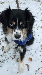 Reunited Male Dog last seen Green Hill Circle neighborhood, Fort Worth, TX 76112