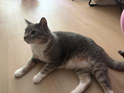 Reunited Male Cat last seen Near guide meridian Cordata center, Bellingham, WA 98226