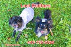 Lost Female Dog last seen Allen Rd Salisbury Maryland , Eden, MD 21822