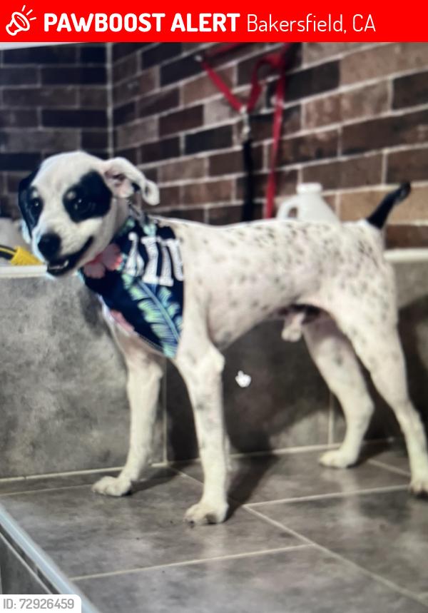 Lost Male Dog last seen Panama, monitor, fairview, Bakersfield, CA 93307