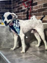 Lost Male Dog last seen Panama, monitor, fairview, Bakersfield, CA 93307