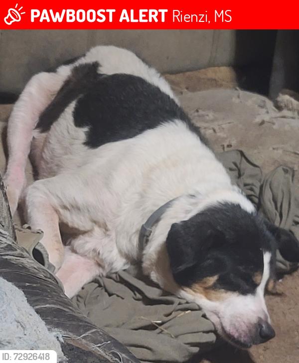 Lost Female Dog last seen Close to Dry Run Nursery in Jumpertown , Rienzi, MS 38865