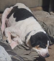 Lost Female Dog last seen Close to Dry Run Nursery in Jumpertown , Rienzi, MS 38865