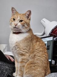 Lost Male Cat last seen Tamerack and landau woodbury MN, Woodbury, MN 55125