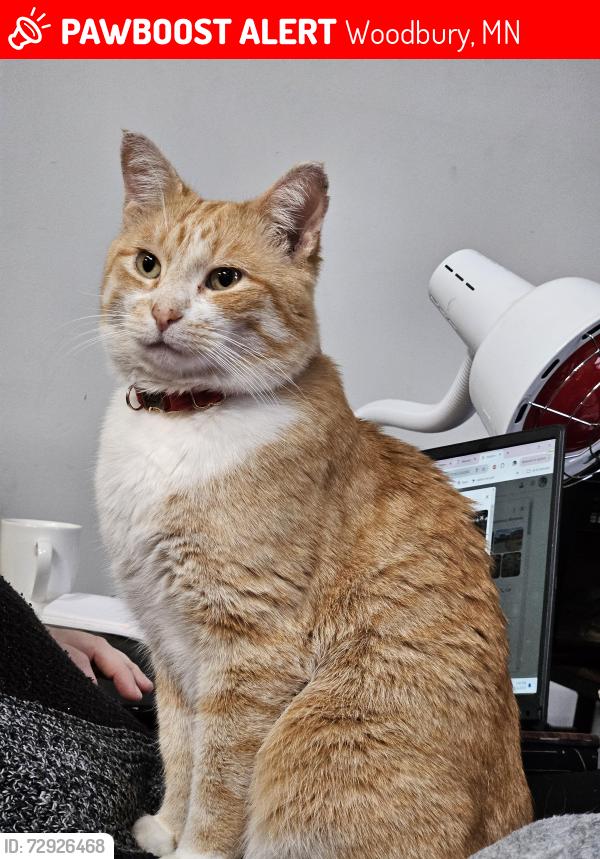 Lost Male Cat last seen Tamerack and landau woodbury MN, Woodbury, MN 55125