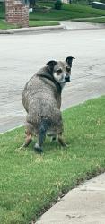 Reunited Male Dog last seen Woodland springs lane , Fort Worth, TX 76244