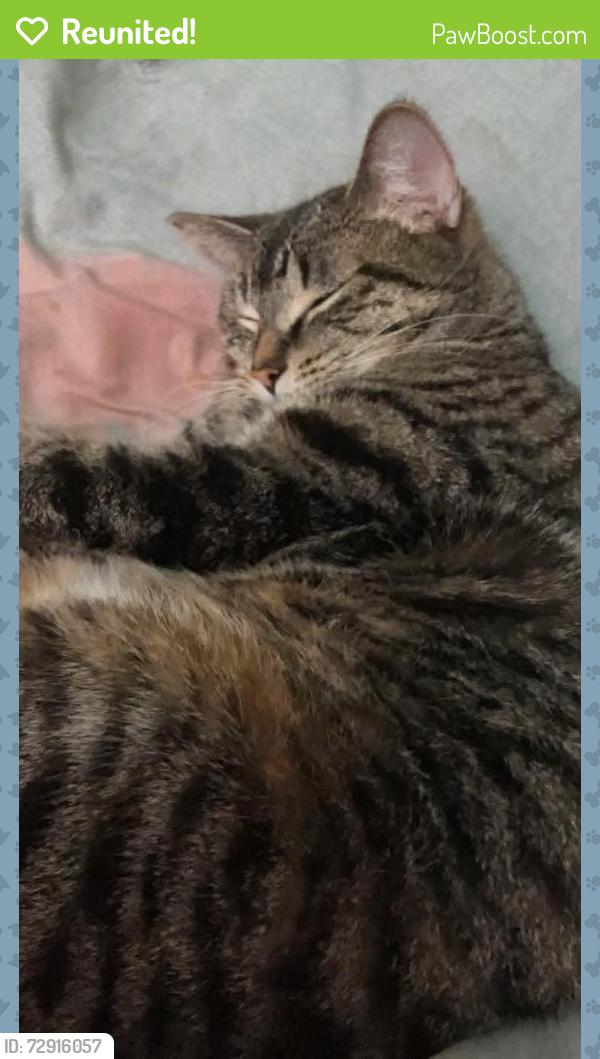 Reunited Female Cat last seen Limberlost and Ardsley, London, ON N6G 2C7