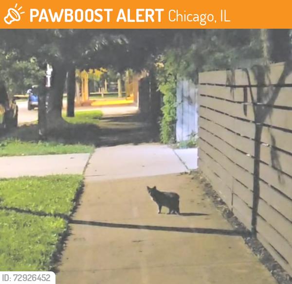 Found/Stray Unknown Cat last seen N Richmond St & W ens Ave, Chicago, IL 60647