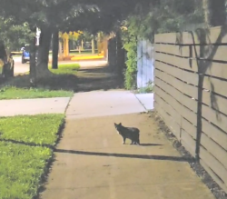 Found/Stray Unknown Cat last seen N Richmond St & W ens Ave, Chicago, IL 60647