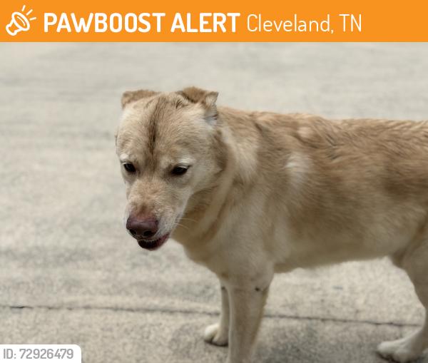 Found/Stray Male Dog last seen Eureka Rd Cleveland Tn, Cleveland, TN 37312