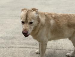 Found/Stray Male Dog last seen Eureka Rd Cleveland Tn, Cleveland, TN 37312