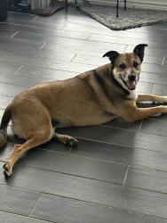 Reunited Female Dog last seen Timberland Blvd, Fort Worth, TX, USA, Fort Worth, TX 76244