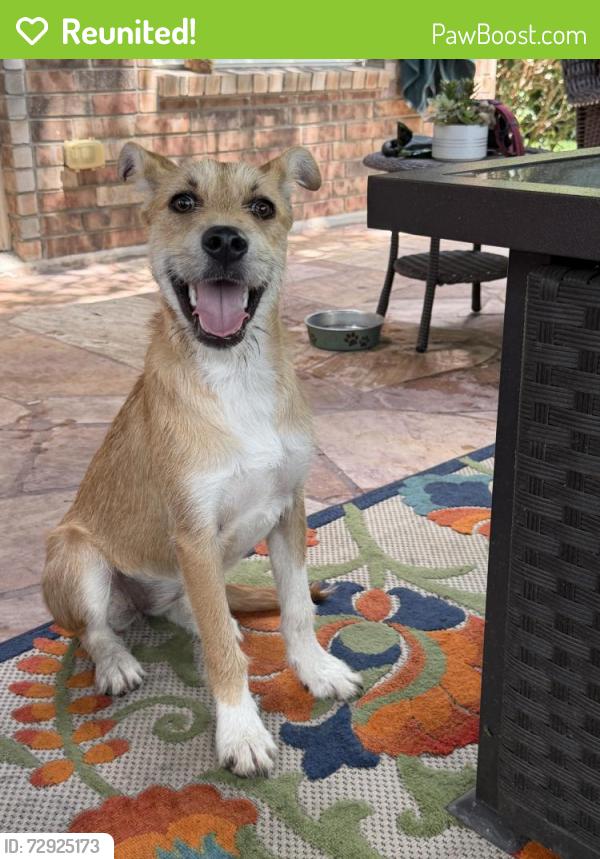 Reunited Female Dog last seen Crooked stick and Kiawah Isle, Timberwood Park, TX 78260