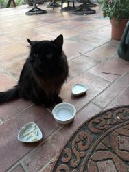 Reunited Unknown Cat last seen Riverside terrace , Reno, NV 89503