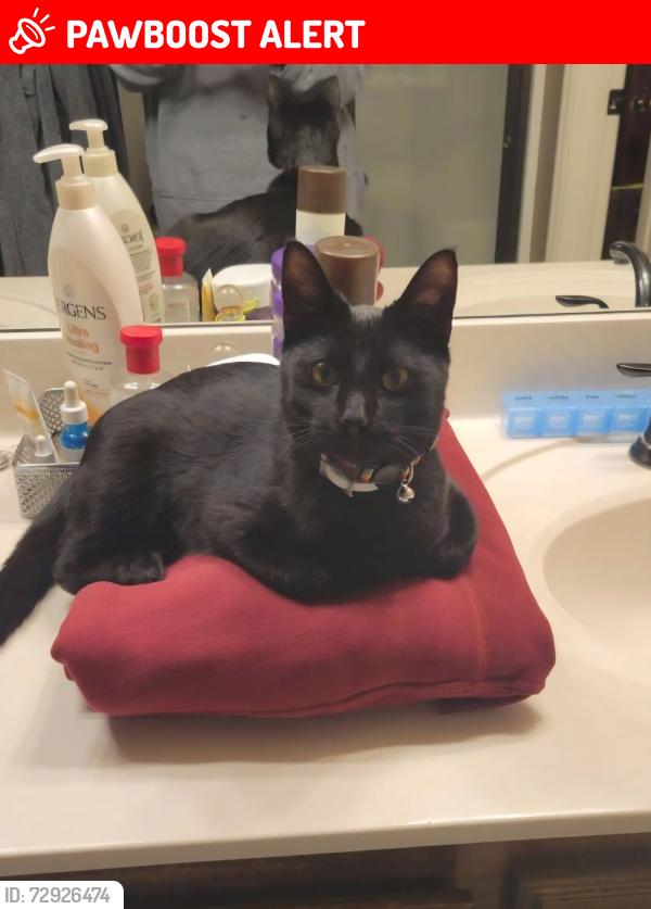 Lost Male Cat last seen Scisortail landing neighborhood, Oklahoma County, OK 73012